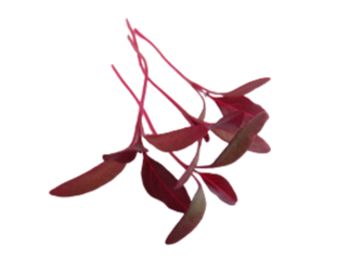 Red Amaranth